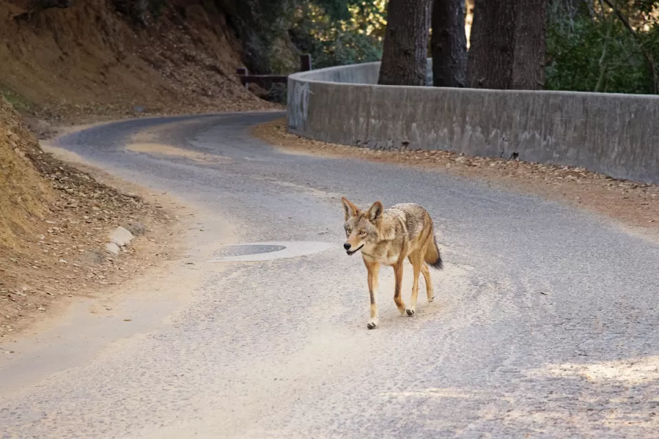 Coyote walking down paved road in Los Angeles park.